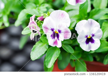 Pansies, Pansy or Viola or Viola cornuta or Viola lutea or Viola x wittrockiana flower or white and purple flower Pansies, Pansy or Viola or Viola cornuta or Viola lutea or Viola x wittrockiana flower or white and purple flower 138120419