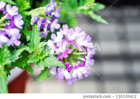 Garden verbena, Quartz Blue or Verbena or  Verbena bonariensis or Verbena hybrida Groenl and Rumpler or  verbenaceae or purple flower 138120422