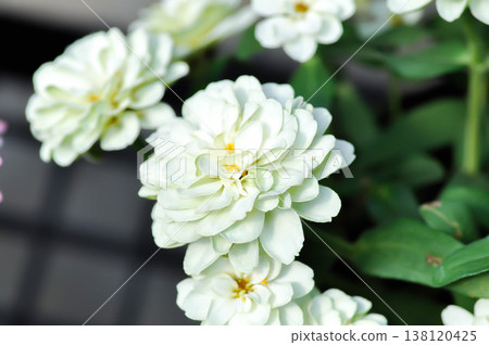 zinnia, elegant zinnia or white Zinnia Flower or Zinnia elegans or white flower zinnia, elegant zinnia or white Zinnia Flower or Zinnia elegans or white flower 138120425