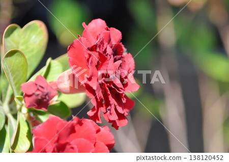 Desert rose, APOCYACEAE or Adenium obesum or Mock Azalea or Pinkbignonia or Impala lily or red flower Desert rose, APOCYACEAE or Adenium obesum or Mock Azalea or Pinkbignonia or Impala lily or red flower 138120452