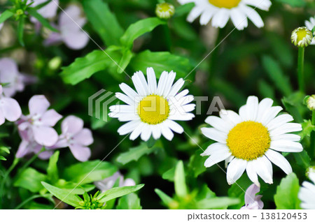 daisy flower or Japan daisy or Bellis perennis or purple daisy flower or Gold Carpet or Gloden Fleece or Asteraceae 138120453