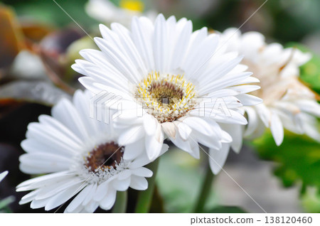 Gerbera, Barberton daisy or Compositae or Gerbera jamesonii or  Gerbera jamesonii Bolus ex Hook f or white flower 138120460