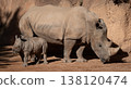 Rhino mother and calf walking in warm daylight 138120474
