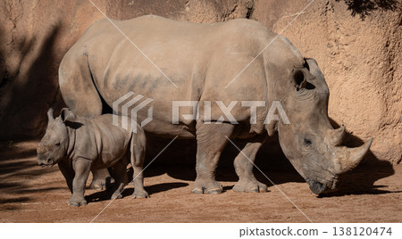Rhino mother and calf walking in warm daylight 138120474
