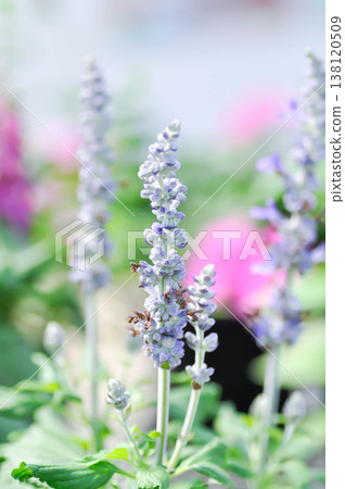 Blue Salvia, Mealy Cap Sage or Salvia farinacea Benth or Salvia farinacea or Salvia sp or Lamiaceae or purple flower Blue Salvia, Mealy Cap Sage or Salvia farinacea Benth or Salvia farinacea or Salvia sp or Lamiaceae or purple flower 138120509