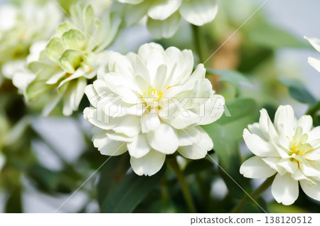 zinnia, elegant zinnia or Zinnia Double Zahara or Zinnia elegans or white flower 138120512
