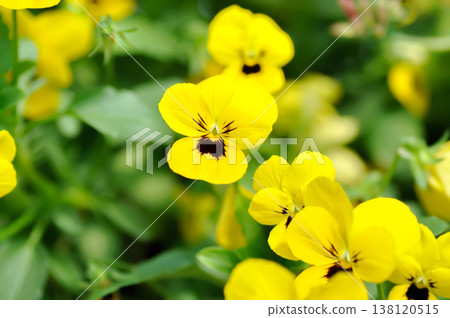 Pansies, Pansy or Viola or Viola cornuta or Viola lutea or Viola x wittrockiana flower or yellow and brown flower Pansies, Pansy or Viola or Viola cornuta or Viola lutea or Viola x wittrockiana flower or yellow and brown flower 138120515