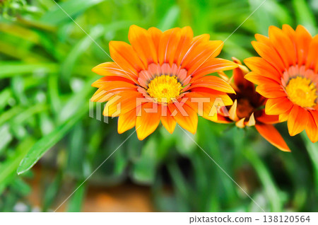 Gazania, Asteraceae or Clear Orange or Gazania rigens, Gazania rigens L Gaertn Clear Orange or orange flower Gazania, Asteraceae or Clear Orange or Gazania rigens, Gazania rigens L Gaertn Clear Orange or orange flower 138120564