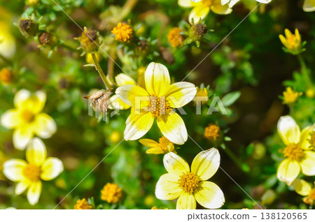 Bidensor beggartick or black jack or bur marigold or cobblers pegs or Spanish needle or tickseed sunflower Bidensor beggartick or black jack or bur marigold or cobblers pegs or Spanish needle or tickseed sunflower 138120565