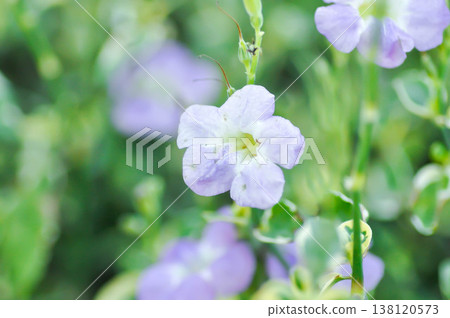 Asystasia gangetica or Asystasia gangetica St Johns or Ganges Primrose, Ganges River asystacia or Chinese violet or purple flower 138120573