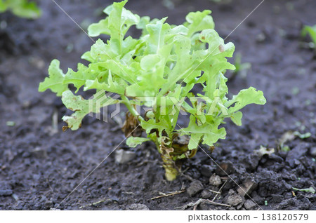 lettuce plant or green oak lettuce in the flower bed or green coral lettuce lettuce plant or green oak lettuce in the flower bed or green coral lettuce 138120579