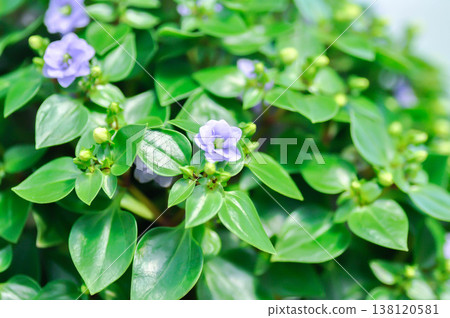 German Violet or Persian Violet or Exacum Princess or Exacum affine Balf f ex Regel or GENTIANACEAE or Persian Gentian or purple flower German Violet or Persian Violet or Exacum Princess or Exacum affine Balf f ex Regel or GENTIANACEAE or Persian Gentian or purple flower 138120581