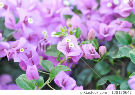 Bougainvillea or paper flower , pink paper flower Bougainvillea or paper flower , pink paper flower 138120642