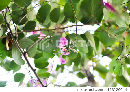 Purple Orchid Tree, Hong Kong Orchid Tree or Purple Bauhinia or Bauhinia purpurea L or pink flower Purple Orchid Tree, Hong Kong Orchid Tree or Purple Bauhinia or Bauhinia purpurea L or pink flower 138120644