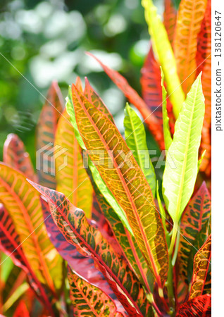 Codiaeum variegatium Blume or Croton, Variegated Laurel or Garden Croton or red leaf Codiaeum variegatium Blume or Croton, Variegated Laurel or Garden Croton or red leaf 138120647