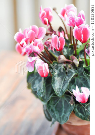 Cyclamen persicum, Florists Cyclamen or Cyclamen , Cyclamen persicum Mill or Primulaceae or pink and white flower or pink flower Cyclamen persicum, Florists Cyclamen or Cyclamen , Cyclamen persicum Mill or Primulaceae or pink and white flower or pink flower 138120652
