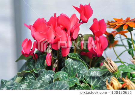 Cyclamen persicum, Florists Cyclamen or Cyclamen , Cyclamen persicum Mill or Primulaceae or red flower Cyclamen persicum, Florists Cyclamen or Cyclamen , Cyclamen persicum Mill or Primulaceae or red flower 138120655