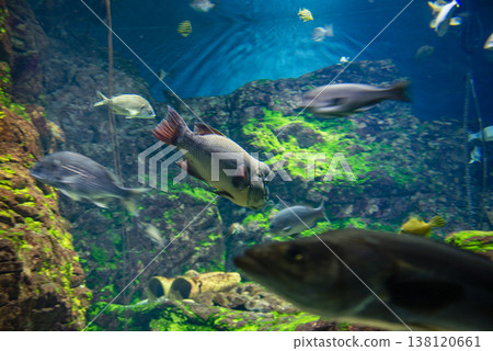 fish swimming in tank 138120661