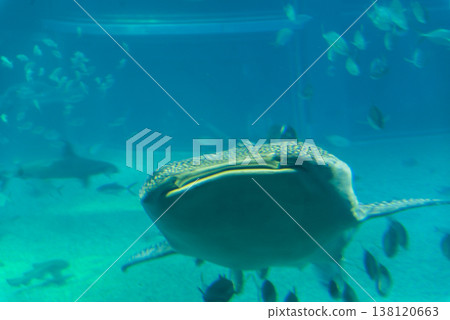 Front view of a whale shark Front view of a whale shark 138120663