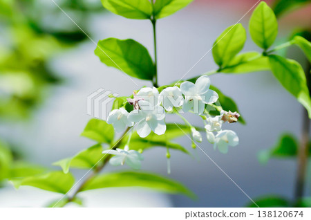 Wrightia religiosa ,APOCYNACEAE with white flower Wrightia religiosa ,APOCYNACEAE with white flower 138120674