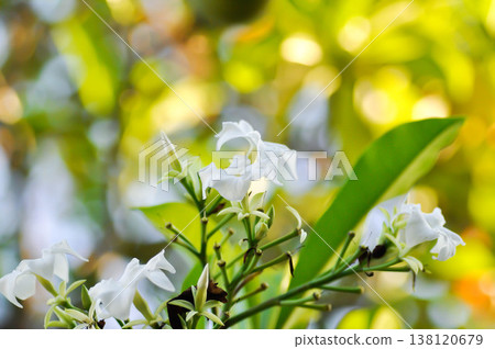 Cerbera Odollam Gaertn or Apocynaceae , white flower and sky 138120679