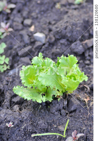 Asteraceae, Compositae, Frillice Iceberg, Frillice Iceberg lettuce, Lactuca sativa L, lettuce Asteraceae, Compositae, Frillice Iceberg, Frillice Iceberg lettuce, Lactuca sativa L, lettuce 138120680