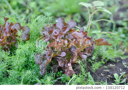 lettuce plant or red oak lettuce in the flower bed or red coral lettuce plant lettuce plant or red oak lettuce in the flower bed or red coral lettuce plant 138120712