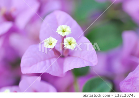 Bougainvillea or paper flower , pink paper flower Bougainvillea or paper flower , pink paper flower 138120743