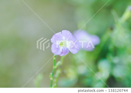 Asystasia gangetica or Asystasia gangetica St Johns or Ganges Primrose, Ganges River asystacia or Chinese violet or purple flower Asystasia gangetica or Asystasia gangetica St Johns or Ganges Primrose, Ganges River asystacia or Chinese violet or purple flower 138120744