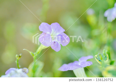 Asystasia gangetica or Asystasia gangetica St Johns or Ganges Primrose, Ganges River asystacia or Chinese violet or purple flower Asystasia gangetica or Asystasia gangetica St Johns or Ganges Primrose, Ganges River asystacia or Chinese violet or purple flower 138120752