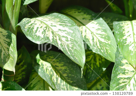 Tropic Snow,araceae or Dieffenbachia amoena or dieffenbachia seguine or Dumb cane or bicolor plant Tropic Snow,araceae or Dieffenbachia amoena or dieffenbachia seguine or Dumb cane or bicolor plant 138120789