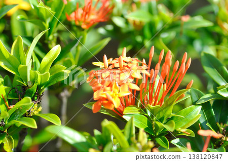 Ixora chinensis Lamk, Ixora spp or Zephyranthes or West Indian Jasmine or orange ixora 138120847