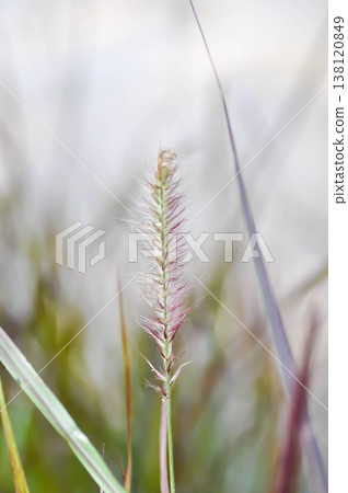 Graminacee or liliopsida plants ,grass flower or purple grass flower Graminacee or liliopsida plants ,grass flower or purple grass flower 138120849