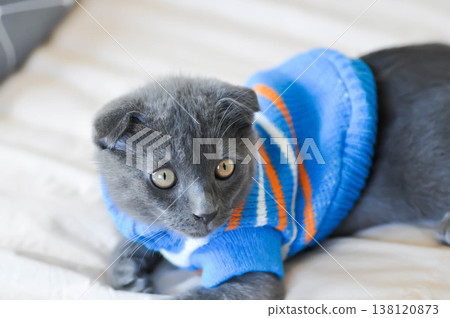 kitty or cat or grey cat or gray cat , Felis catus or Felis catus domestica with blue sweater 138120873