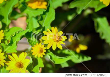 Butter Daisy,Little Yellow Star or Asteraceae Compositae or Melampodium divaricatum Rich DC or yellow flower Butter Daisy,Little Yellow Star or Asteraceae Compositae or Melampodium divaricatum Rich DC or yellow flower 138120880