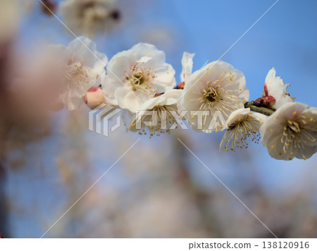 White plum blossoms, "Takasago Shidare," bloomed in sunny March. White plum blossoms, "Takasago Shidare," bloomed in sunny March. 138120916