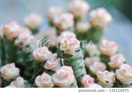 Crassula Babys Necklace, Crassula marnieriana, Crassula perforata, Crassula Rupestris Marnieriana or succlent plant or pink and green plant 138120975