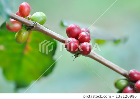 coffee cherry or coffee bean or coffee sed ,coffee beans or coffee plant coffee cherry or coffee bean or coffee sed ,coffee beans or coffee plant 138120986