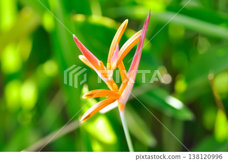 Heliconia psittacorum or Bird of paradise, Strelitzia reginae or Sterliziaceae flower or Heliconia flower or yellow flower Heliconia psittacorum or Bird of paradise, Strelitzia reginae or Sterliziaceae flower or Heliconia flower or yellow flower 138120996