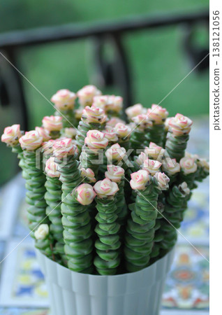 Crassula Babys Necklace, Crassula marnieriana, Crassula perforata, Crassula Rupestris Marnieriana or succlent plant or pink and green plant 138121056