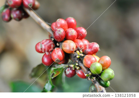 coffee cherry or coffee bean or coffee sed ,coffee beans or coffee plant 138121058