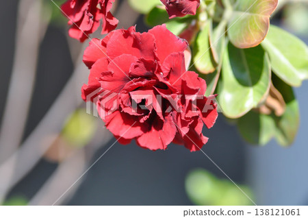 Desert rose, APOCYACEAE or Adenium obesum or Mock Azalea or Pinkbignonia or Impala lily or red flower 138121061