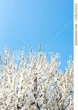 Plum blossoms in full bloom and the spring sky 138121221