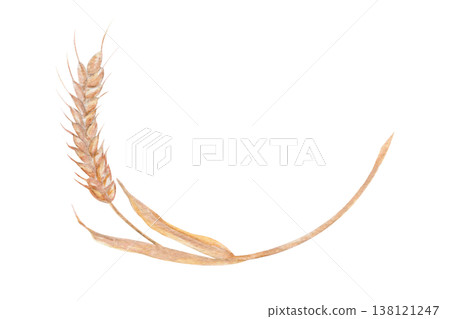 Wheat ear watercolor illustration isolated on white background. Hand painted grain element for bakery design, bread packaging, organic branding and food illustration collections, natural bakery 138121247