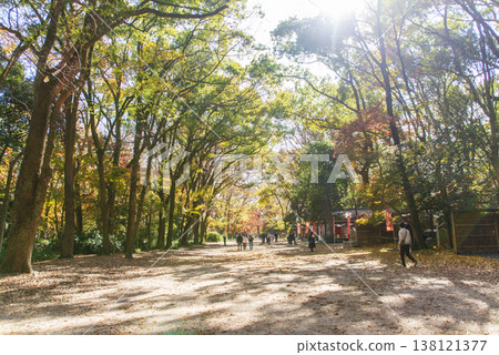 Tadasu no Mori forest of Shimogamo Shrine Tadasu no Mori forest of Shimogamo Shrine 138121377