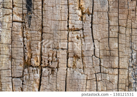 Texture of an old tree trunk with spreading cracks. Texture of an old tree trunk with spreading cracks. 138121531
