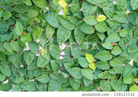 A natural green texture background with lush green leaves. 138121532