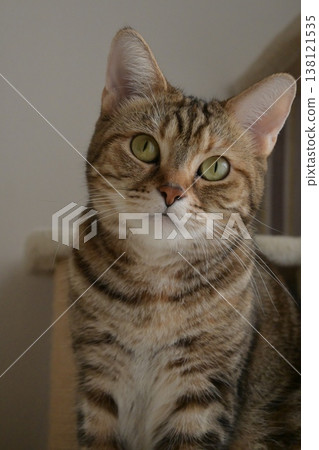 An American Shorthair peeking in; a rare coat color; cat tower. An American Shorthair peeking in; a rare coat color; cat tower. 138121535