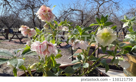 Beautiful speckled Lenten rose flowers blooming in a sunny outdoor garden cafe during early spring Beautiful speckled Lenten rose flowers blooming in a sunny outdoor garden cafe during early spring 138121750