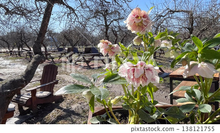 Pink speckled Helleborus flowers in a garden cafe with wooden chairs on a sunny early spring day Pink speckled Helleborus flowers in a garden cafe with wooden chairs on a sunny early spring day 138121755